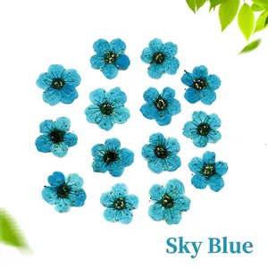 Detailed view of sky blue dried pressed flowers for DIY nail art and resin crafts