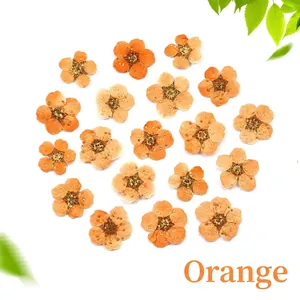 Macro detail of twenty orange dried narcissus flowers for DIY resin and nail art crafts