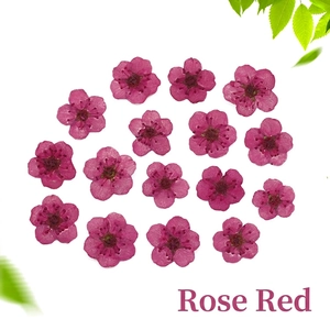 Detailed view of rose red pressed dried flowers for DIY resin and nail art projects