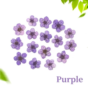 Dried purple narcissus flowers for DIY resin nail art and phone case decoration
