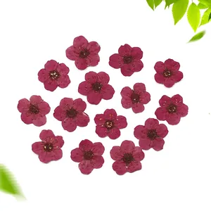 Macro shot of Amaranth Red dried flowers for DIY craft projects and resin art decoration
