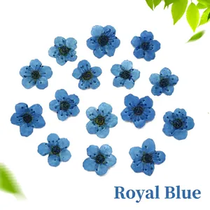Macro shot of 15 royal blue dried pressed daffodil flowers for DIY resin craft decoration
