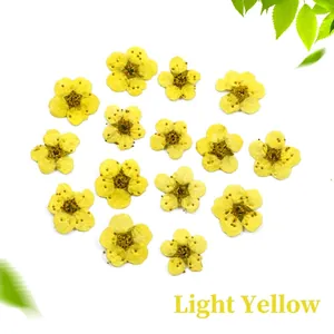 Macro view of 14 pieces of light yellow dried narcissus flowers for DIY resin and nail art