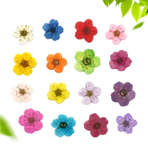Flat lay of 16 colorful dried flowers and green leaves for DIY botanical crafts