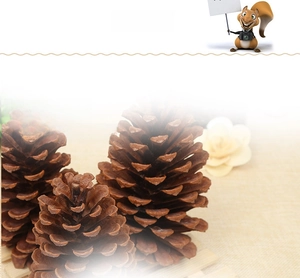 Macro detail of natural large dried pine cones with layered brown scales for photo props
