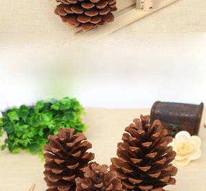 Detailed close-up showing the natural wood texture and scale structure of large pine cones