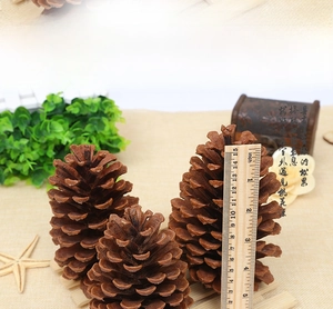 Detailed view of large natural pine cones measuring approximately 13cm for DIY crafts