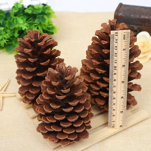 Set of large natural pine cones 13-15cm tall for rustic photography props and decor
