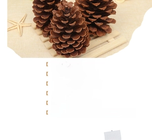 Macro shot of 11-15cm large natural pine cone used as a rustic photography prop
