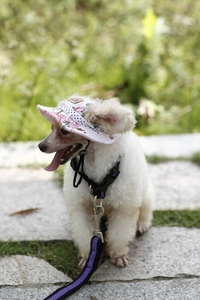 Close-up of a pink floral sun hat and purple harness set on a small dog outdoors