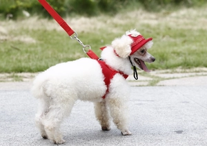 Outdoor shot of white dog wearing red mesh sun hat and matching harness set on grass
