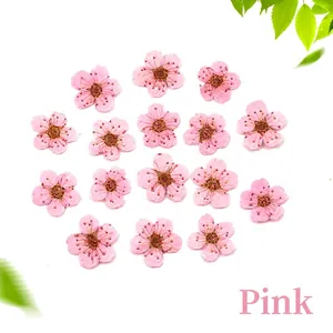 Flat lay of sixteen dried pink narcissus flowers for DIY resin nail art and craft decor