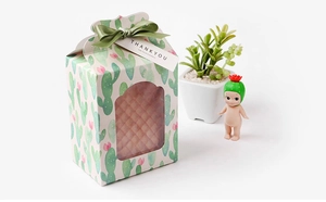 Detail of green cactus gift box with clear PVC window and elegant ribbon bow