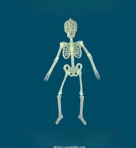 Glow-in-the-dark skeleton with 360-degree rotating joints for Halloween decor