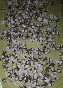 Close-up of fluffy white cotton flower branches with natural brown pods on green surface