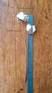 Macro detail of natural dried cotton branch showing 35cm height and 5.5cm flower diameter