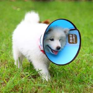 Light blue pet protective cone on a white puppy outdoors showing soft fabric edges
