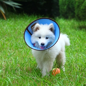Blue protective Elizabethan collar for dogs shown on a puppy in an outdoor setting