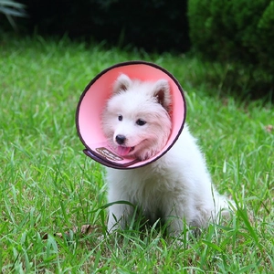 Pink pet recovery collar on white Samoyed puppy for post-surgery protection
