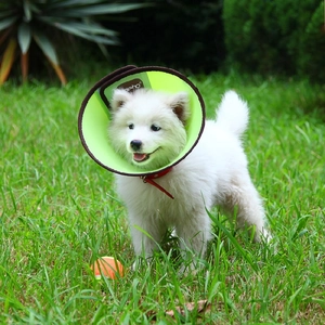 Close-up of lightweight green protective Elizabethan collar on a white Samoyed puppy
