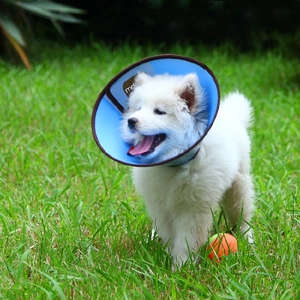 Blue waterproof recovery collar with velcro on small white puppy in the grass