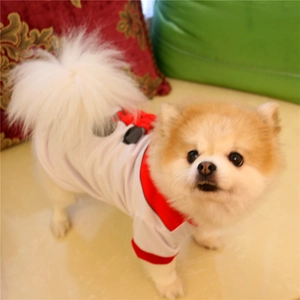 Close-up of a white and red Christmas dog T-shirt worn by a small Pomeranian puppy