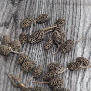 Natural dried pine cones for decoration on a grey wooden surface, rustic handicraft set