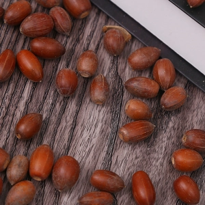 Macro shot of natural brown acorns showing clear wooden textures on a dark background
