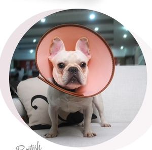 Pink faux leather Elizabethan collar with brown trim for dogs during grooming and recovery