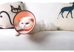 Pink leather pet recovery collar shown on a white cat resting on a beige sofa
