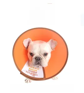 Detail of bright orange pet recovery collar with brown trim on a white bulldog