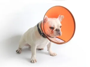 British style orange translucent pet recovery collar on a white French bulldog