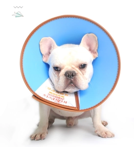 Waterproof blue pet Elizabethan collar with brown leather trim on a white French Bulldog