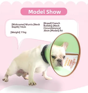 Detail showing pet recovery collar on a French Bulldog with precise size and fit measurement