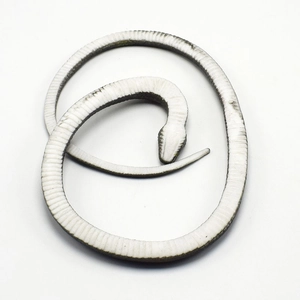 Detailed top view of realistic TPR rubber toy snake with textured scales and belly patterns