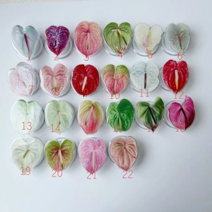 Macro view of 22 heart-shaped anthurium leaf acrylic magnetic phone grips in various colors