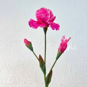 Detail of pink artificial iris flower with blooming petals and green stems on white wall