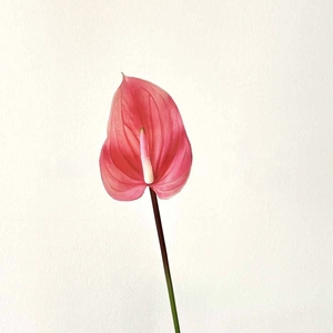 Close-up of artificial magenta calla lily with realistic heart-shaped petal and spadix