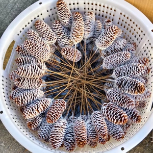 Close-up of frosted artificial pine cones on wooden sticks for Christmas floral decor