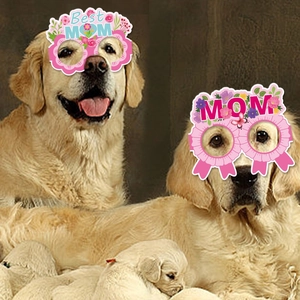 Golden retriever wearing pink Mother's Day paper glasses with Best MOM floral design