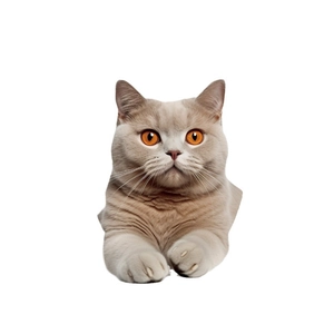 3D cartoon cat toilet lid sticker featuring a cute cream British Shorthair cat