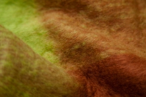 Macro detail of soft mohair-like fabric with lime green and burnt orange gradient texture