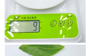 Macro view of white digital scale with green panel weighing a green leaf detail