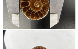Detailed view of ammonite fossil pendant dimensions measured with a digital caliper