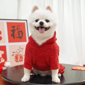 Close-up of red and black striped hooded pet jumpsuit on a small white dog