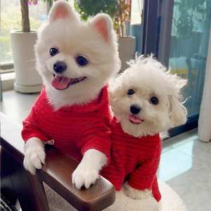 Close-up of small dogs wearing red and black striped pet sweaters in a cozy setting