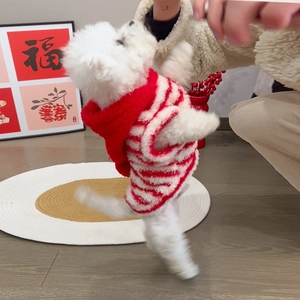 Detail of red and white striped pet hoodie on a small white dog in a festive indoor setting