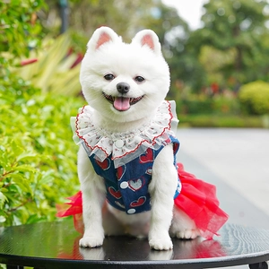 Detail of denim pet dress with lace collar and red mesh tutu on a white Pomeranian