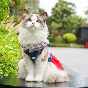 Ragdoll cat wearing a blue floral denim tutu dress with red tulle and lace trim