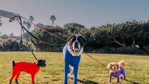 Trois chiens en combinaisons élastiques rouge, bleu et violet sur l'herbe d'un parc ensoleillé